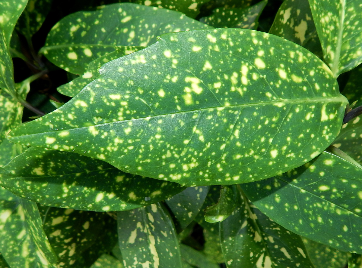 Image of Aucuba japonica specimen.