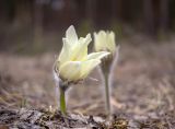 Pulsatilla patens