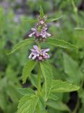 Stachyopsis oblongata. Верхушка цветущего растения. Узбекистан, Ташкентская обл., Пскемский хр., ур. Аксарсай, около 2400 м н.у.м., крутой каменисто-мелкозёмистый склон. 20.06.2022.