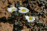 Callianthemum alatavicum