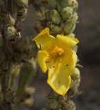 Verbascum densiflorum