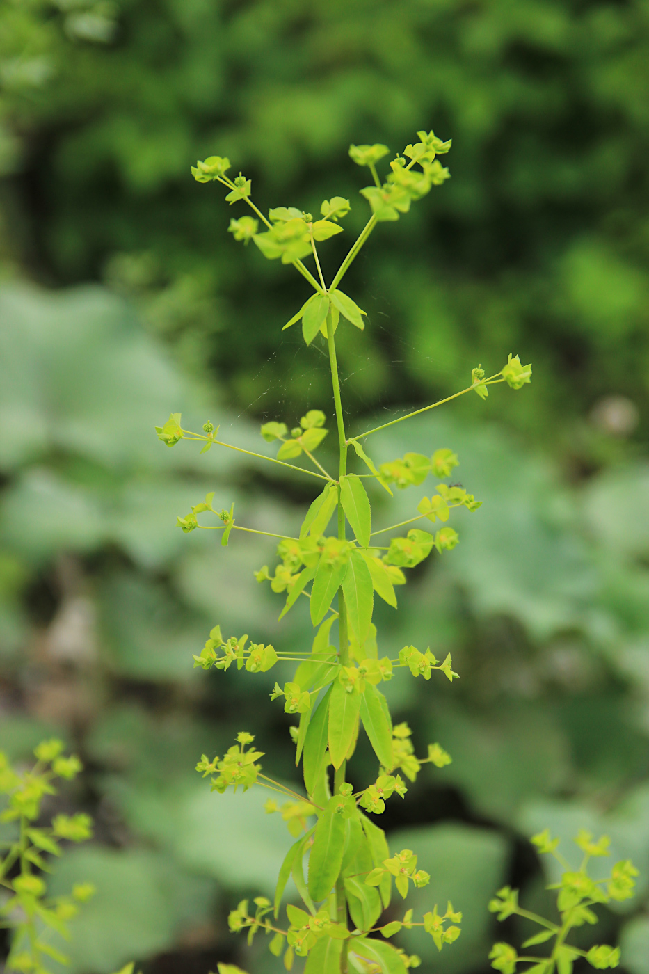 Image of Euphorbia oblongifolia specimen.