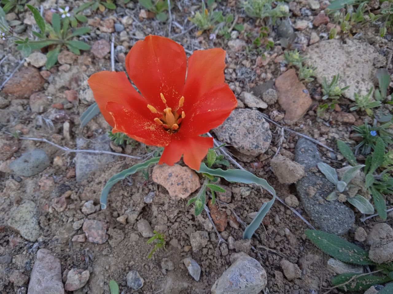 Изображение особи Tulipa intermedia.