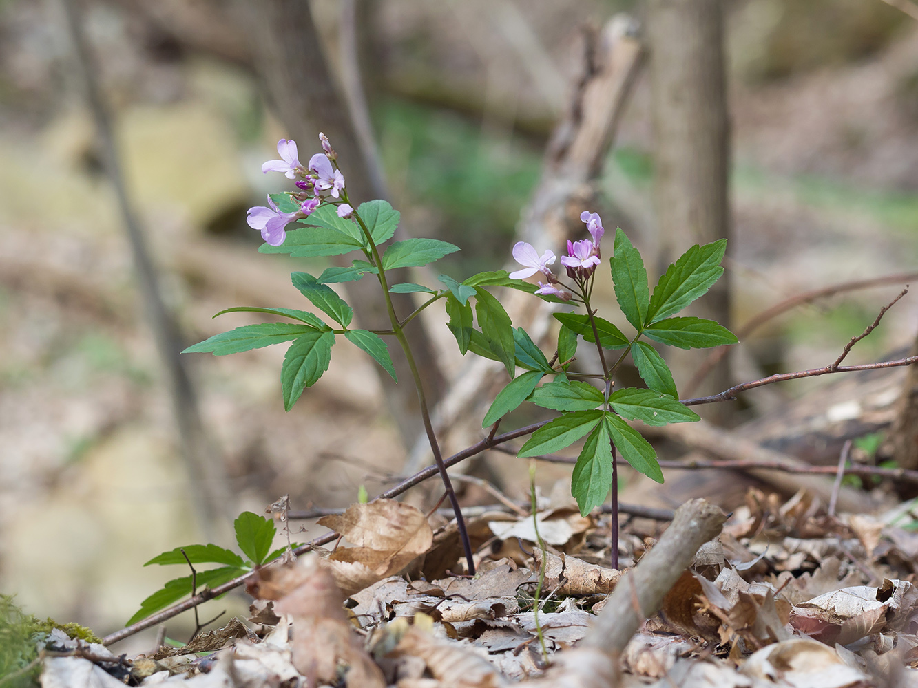 Image of Cardamine quinquefolia specimen.