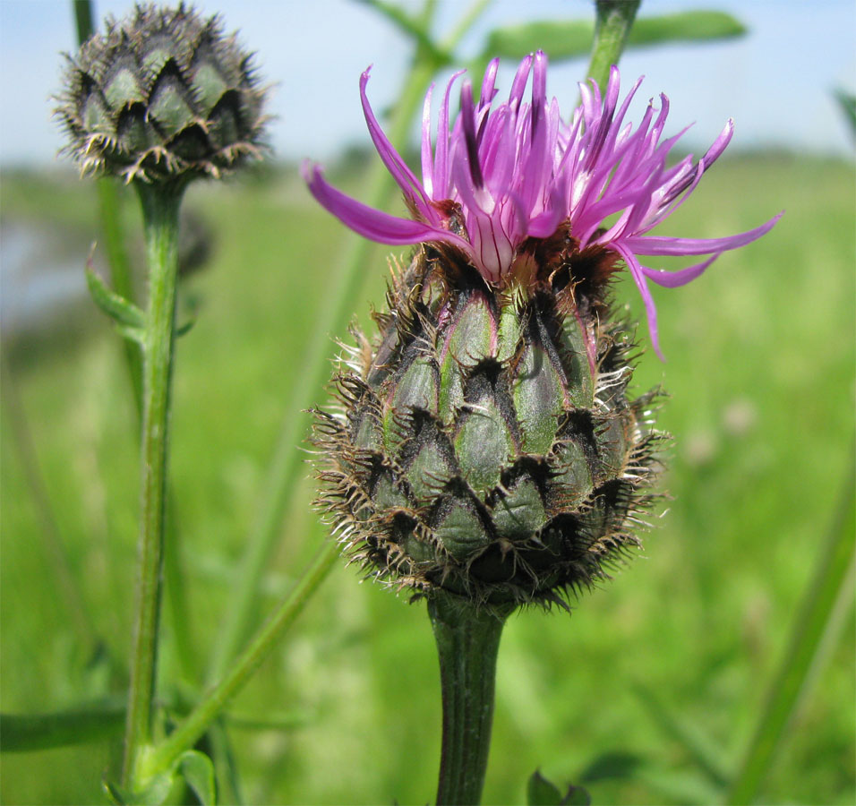 Image of Centaurea scabiosa specimen.