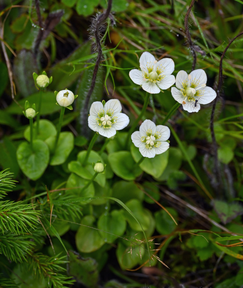 Image of Parnassia palustris specimen.