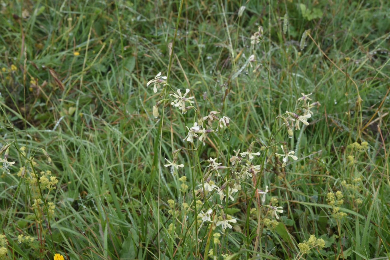 Image of Silene saxatilis specimen.