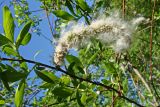 Salix gracilistyla