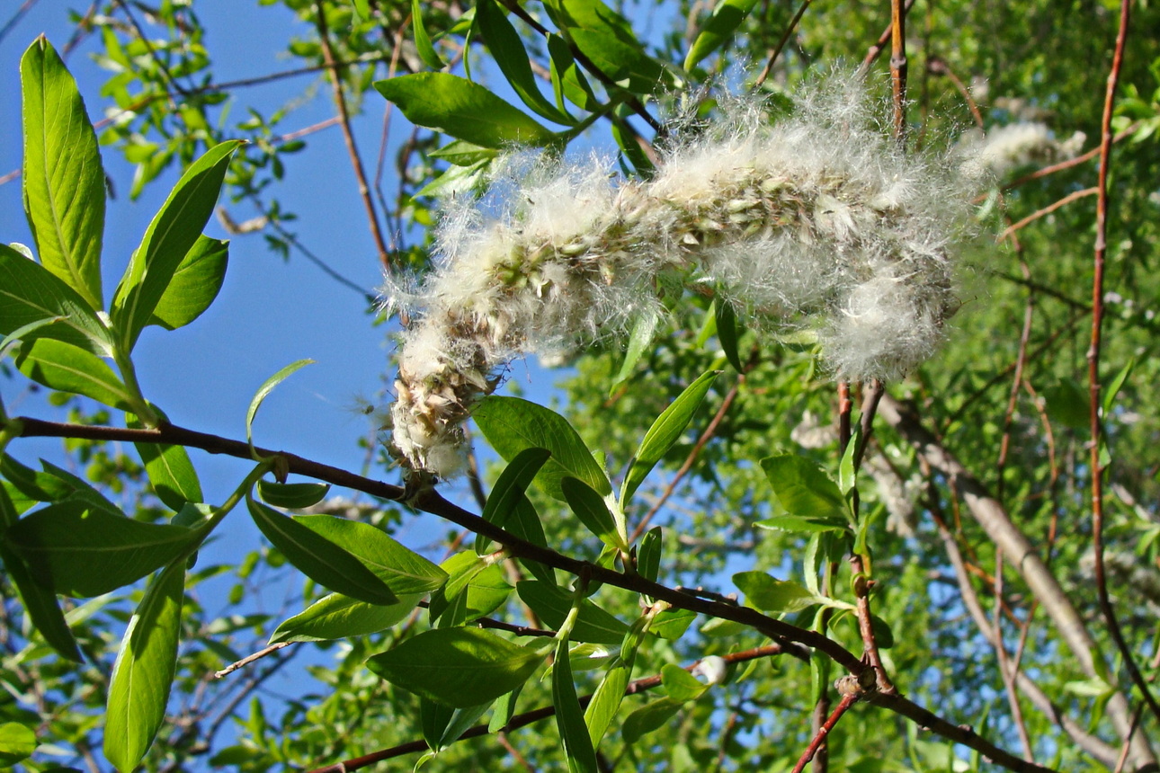 Image of Salix gracilistyla specimen.