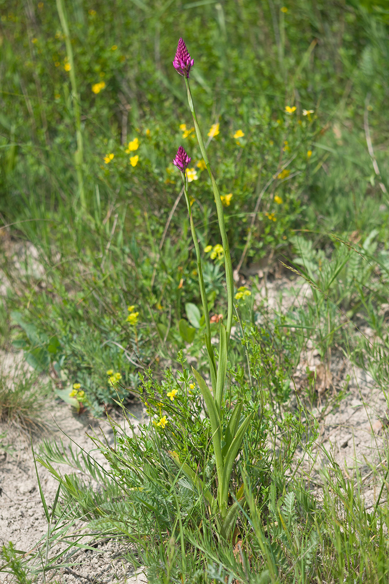 Image of Anacamptis pyramidalis specimen.