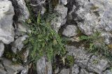 Astragalus monspessulanus