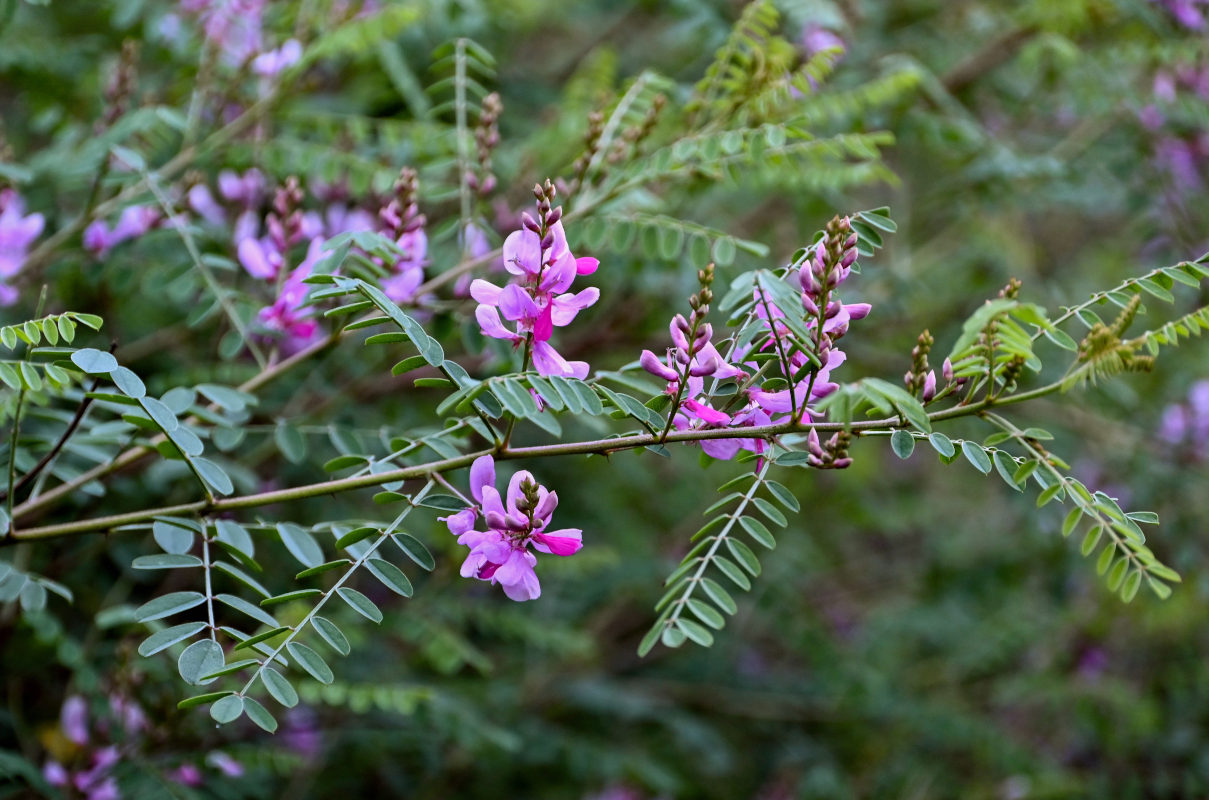 Изображение особи Indigofera heterantha.
