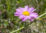 Pyrethrum coccineum. Соцветие. Карачаево-Черкесия, Карачаевский р-н, долина р. Кичкинекол, выс. ≈ 2200 м н.у.м. 16.07.2022.