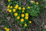 Trollius ranunculinus