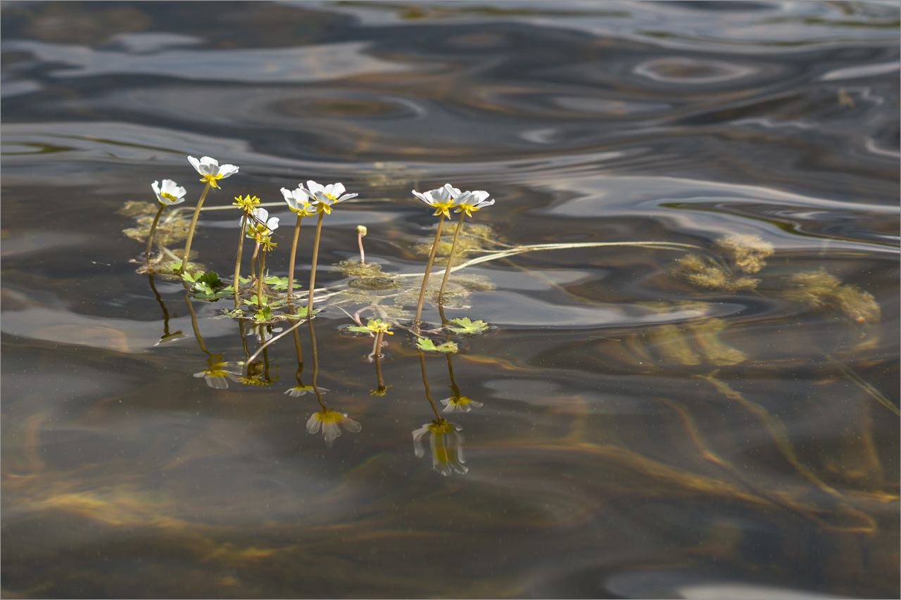 Image of Ranunculus schmalhausenii specimen.