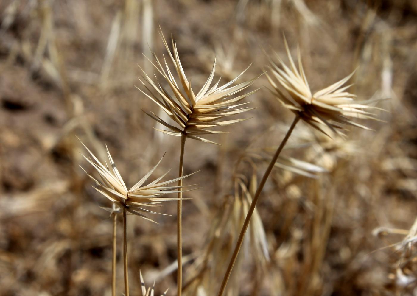Image of Eremopyrum bonaepartis specimen.