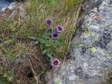 Erigeron uniflorus. Соцветия и листья. Карачаево-Черкесия, Урупский р-н, Кавказский биосферный заповедник, Имеретинское ущелье, ≈ 2300 м н.у.м., скалы над Верхним Имеретинским водопадом. 28.07.2022.