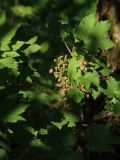 Ribes spicatum. Соцветия и листья. Ленинградская обл., Ломоносовский р-н, окр. дер. Ломаха; бровка склона дол. р. Ламошка, широколиственный лес на известняке. 21.05.2023.