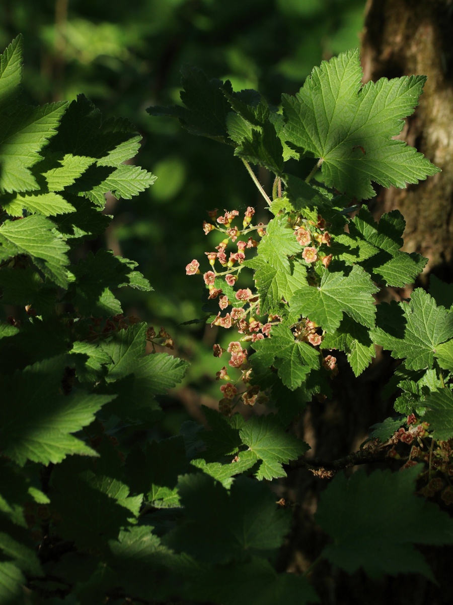 Image of Ribes spicatum specimen.