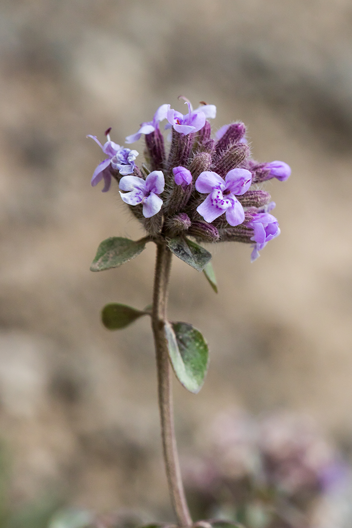 Изображение особи Ziziphora puschkinii.