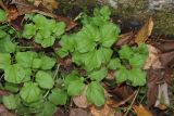 Cardamine amara. Вегетирующие растения. Томская обл., г. Томск, Академгородок, заболоченный участок смешанного леса. 05.10.2023.