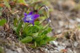 Campanula biebersteiniana. Цветущее и плодоносящее растение. Карачаево-Черкесия, Урупский р-н, Кавказский биосферный заповедник, Имеретинские озёра, окр. оз. Безмолвия, ≈ 2700 м н.у.м., каменистый склон. 17.09.2023.