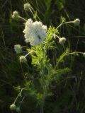 Daucus carota