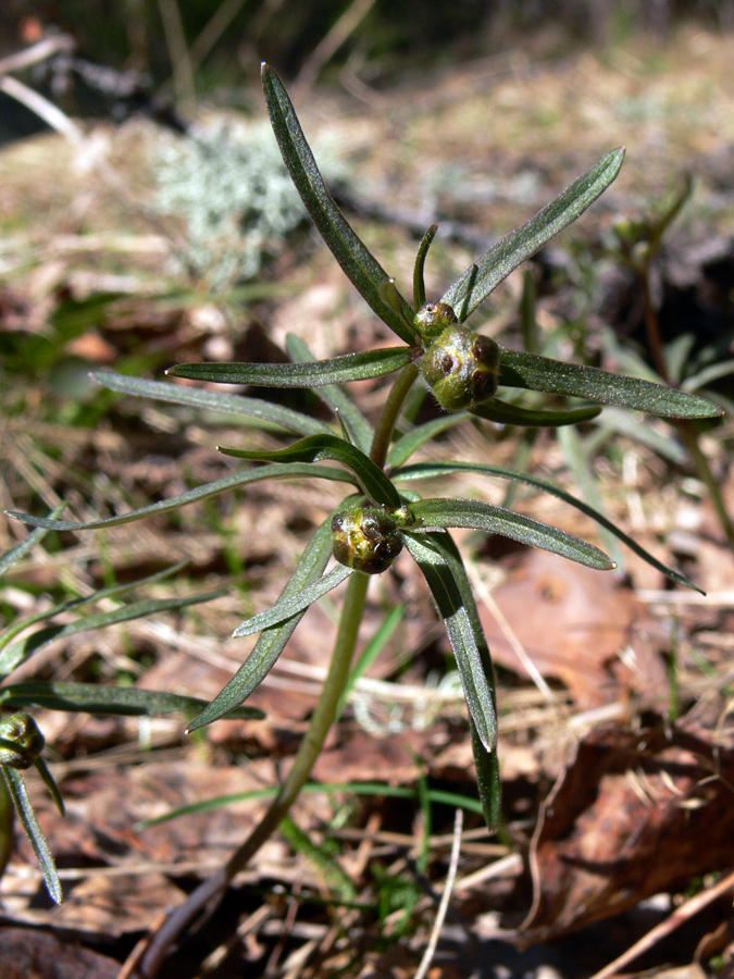 Image of Ranunculus monophyllus specimen.