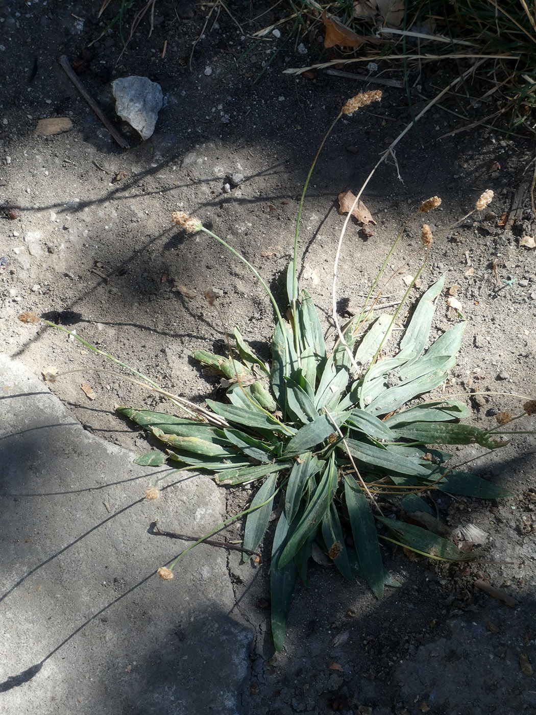 Изображение особи Plantago lanceolata.