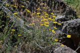 Anthemis tinctoria