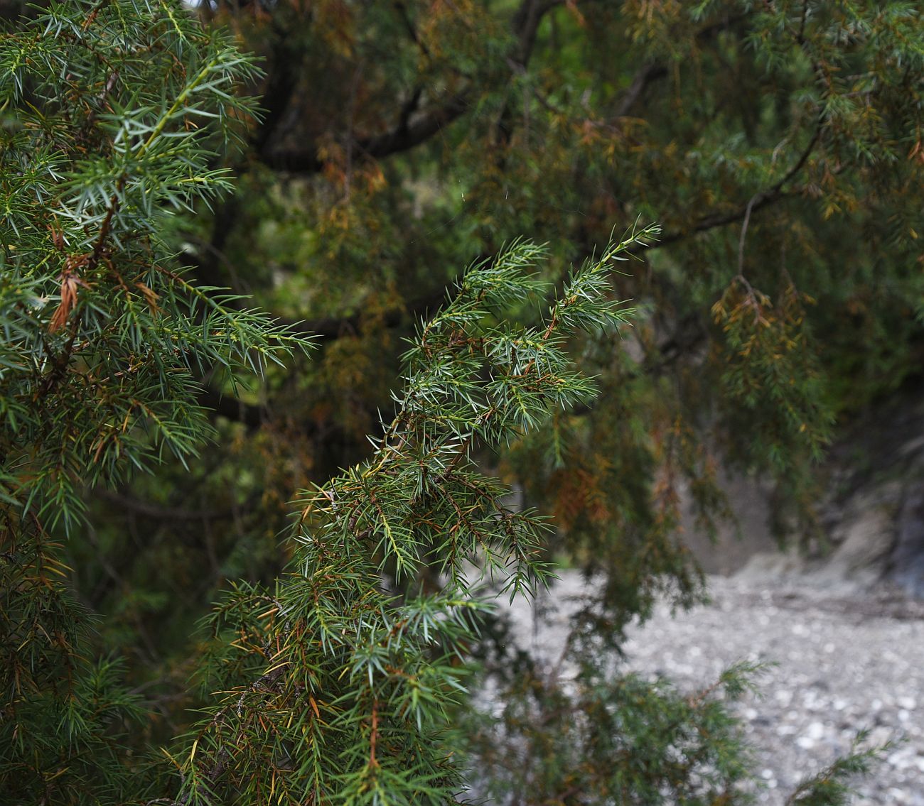 Image of Juniperus oblonga specimen.