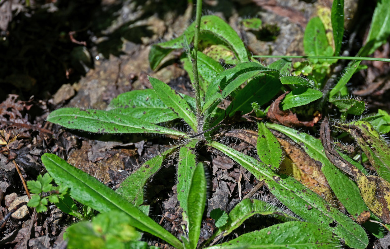 Image of Pilosella aurantiaca specimen.