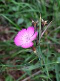 Dianthus caucaseus. Цветок. Краснодарский край, городской округ Сочи, Адлерский р-н, окр. с. Казачий Брод, широколиственный лес, рядом с обрывом. 26.10.2022.