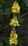 Verbascum phlomoides. Соцветие со шмелем. Чечня, Шаройский р-н, правый берег р. Шароаргун, 150 м выше устья р. Кенхи, луг. 12 августа 2023 г.