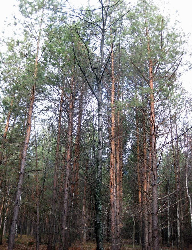 Image of Betula kotulae specimen.