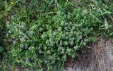 род Thymus. Цветущие растения в сообществе с Potentilla и Medicago. Армения, обл. Лори, окр. с. Лори Берд, крепость Лори Берд, ≈ 1300 м н.у.м., каменистый участок лугового склона. 24.06.2022.