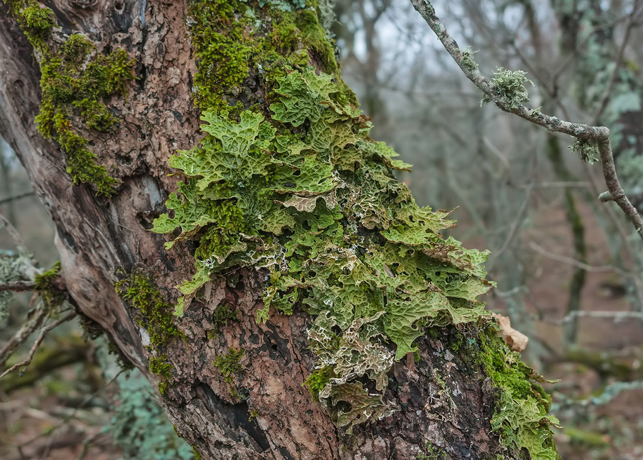 Изображение особи Lobaria pulmonaria.