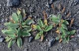 Plantago camtschatica. Плодоносящие растения. Сахалин, Корсаковский гор. округ, мыс Евстафия, каменистый склон. 25.08.2022.