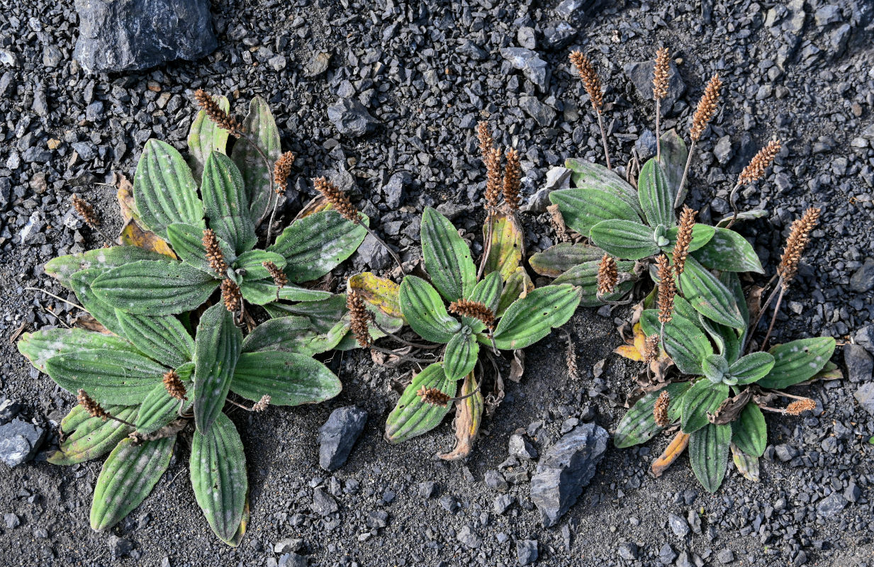 Image of Plantago camtschatica specimen.