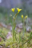 Gagea chrysantha