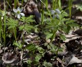 Anemone amurensis