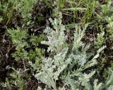 genus Artemisia