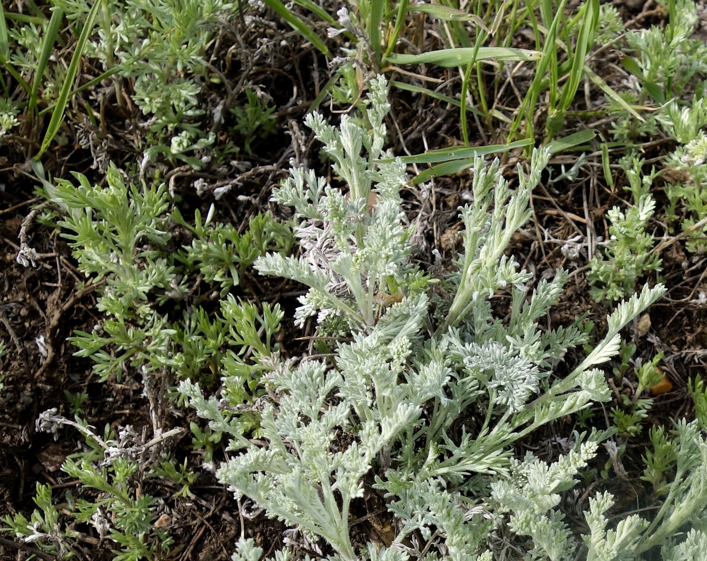 Image of genus Artemisia specimen.