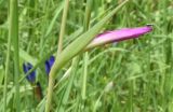 Gladiolus italicus