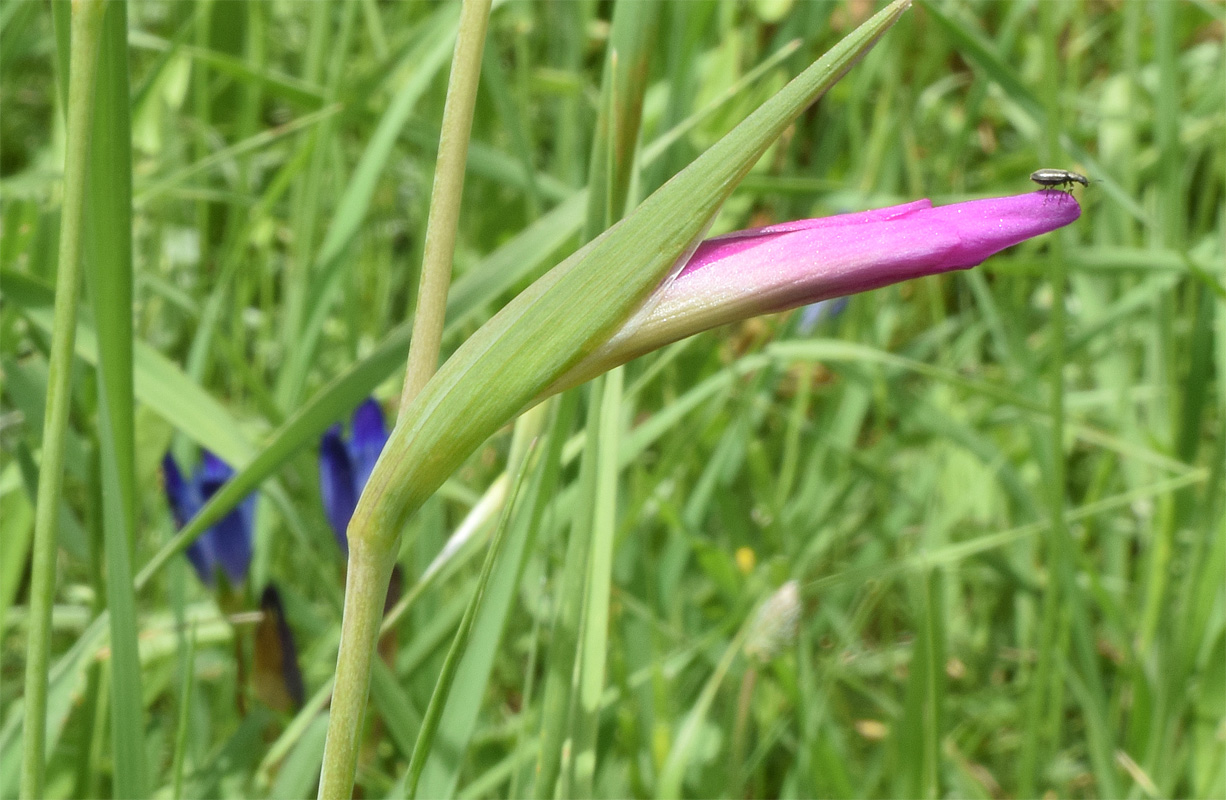 Image of Gladiolus italicus specimen.