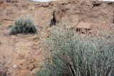 Ephedra intermedia
