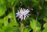 Lactuca sibirica. Соцветие. Магаданская обл., Примагаданье, мыс Островной, морская терраса. 25 июля 2010 г.