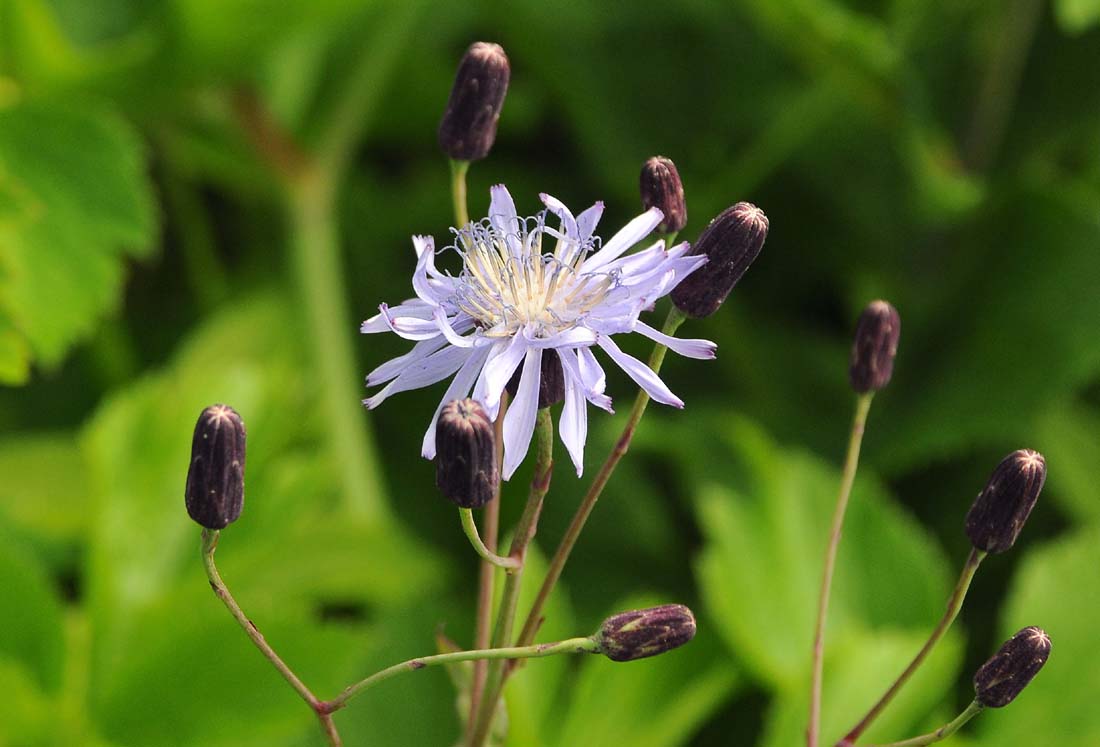 Image of Lactuca sibirica specimen.