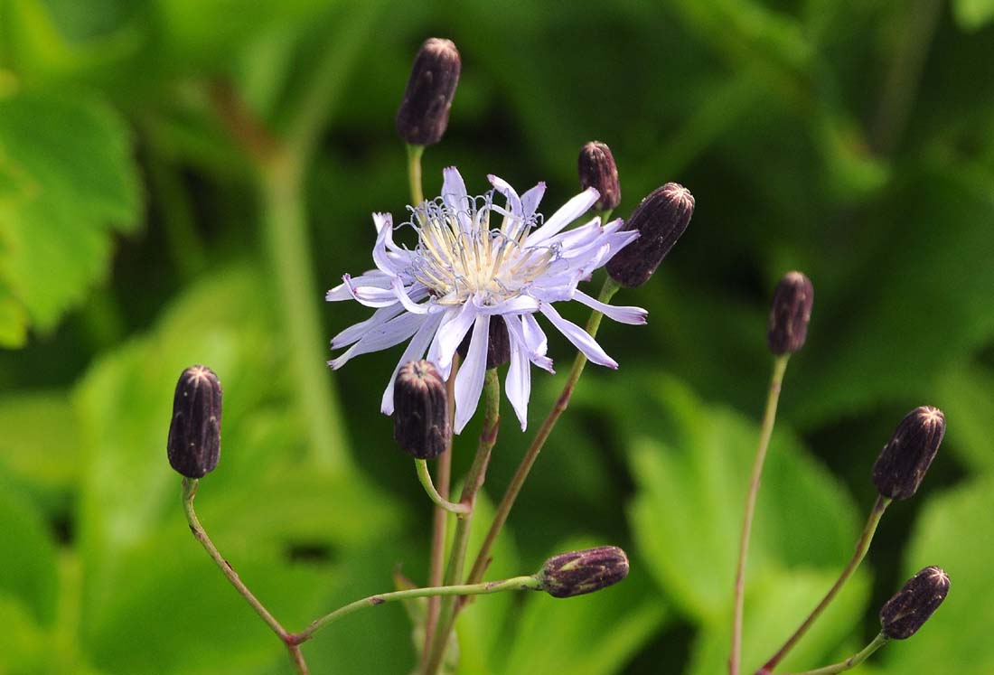 Изображение особи Lactuca sibirica.