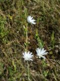 Cichorium intybus